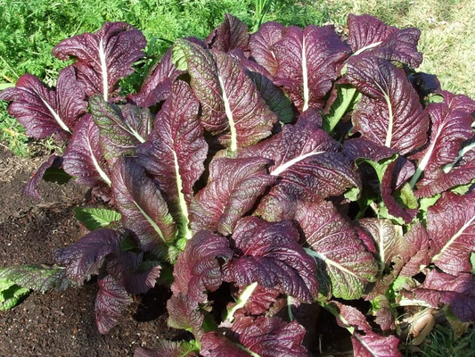1,500 Red Giant Mustard Seeds – Non-GMO Heirloom, Brassica juncea, Spicy Greens, Microgreens or Full Grown, Easy to Grow, USA Seller!