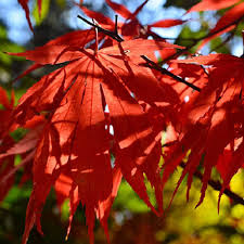 10 Seeds Acer Grosseri Var. Hersii (Hersii Maple) for Planting - Rare Hardy Tree, Ideal for Bonsai, Landscaping, & Gardens - Tree Seeds