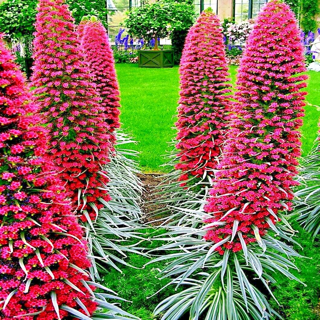 20 Tower of Jewels Seeds (Echium wildpretii) – 7 Ft Tall Hummingbird Flower, Rare Pink-Red Blooms for Garden