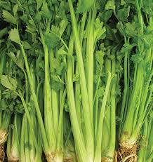Celery Tall Utah 52/70 Seeds – 1g for Planting, Heirloom Variety, Crisp & Tender Stalks, High Yield, Cold Hardy, Garden Container