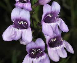 100mg Penstemon venustus - Venus Penstemon Seeds, Lavender Wildflower, Pollinator-Friendly Perennial