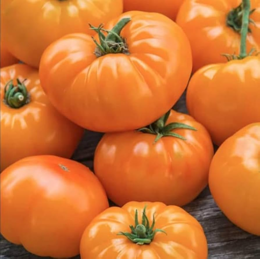 30 Amana Orange Tomato Seeds – Solanum lycopersicum – Heirloom Beefsteak, High-Yielding, Perfect for Slicing