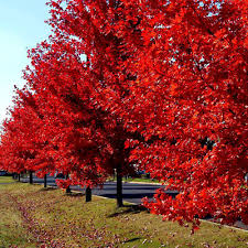 10 Red Sunset Japanese Maple Tree Seeds (Acer rubrum) – Fast-Growing Shade Tree 40-60' for Landscaping or Bonsai