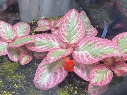 Pink Brocade Episcia Starter Plant | Rare Variegated Flame Violet | Live Houseplant in 2" Pot | Trailing Indoor Beauty