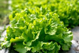 1g Black Seeded Simpson Leaf Lettuce Seeds Lactuca sativa | Heirloom, Non-GMO, Fast-Growing, Crisp, Tender Salad Green