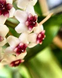 Hoya Golden Eye - Rare Waxing Vining Plant with Lovely Veining - 4" Pot - Fast Grower, Mike Miyashiro Hybrid