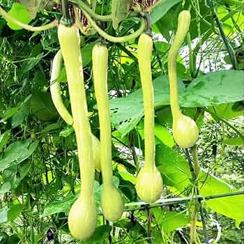 Tromboncino Squash Seeds - 25+ Heirloom Italian Seeds - USA Grown -  - Unique Shape - Prolific Producer - Container Friendly