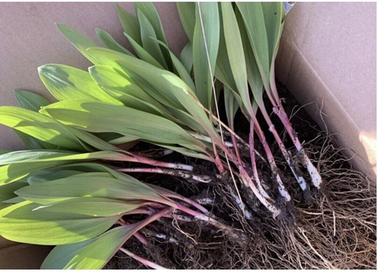 5 Ramps Wild Leeks Bulbs, Organically Grown, Allium tricoccum, Bare Root for Planting