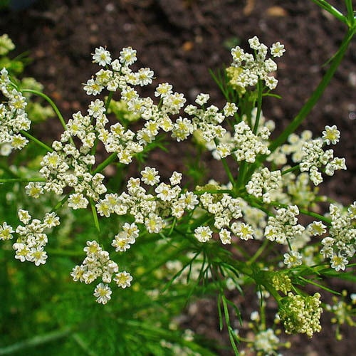 300 Caraway Seeds for Planting - Carum carvi - Fresh Herb for Cooking, Baking, Garden Use, Easy to Grow, Organic Seeds