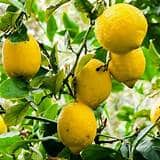 5+ Citrus limon ‘Santa Teresa’ Lemon Seeds – Premium Italian Lemon Tree for Home & Orchard