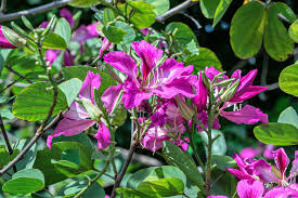 10 Seeds Bauhinia Purpurea for Planting | Orchid Tree Seeds | Purple Camel's Foot Flower Seeds | Fast Growing Ornamental Flowering Tree