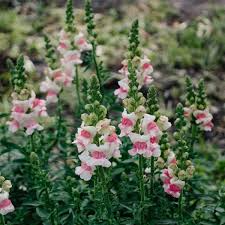 Antirrhinum majus Opus Appleblossom Snapdragon Seeds – 1000+ Soft Pink & White Blooms for Garden and Cut Flowers