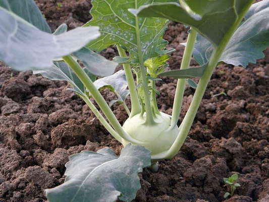 150 Seeds White Vienna Kohlrabi - Brassica oleracea, Heirloom Veggie, Non-GMO, Fast Growing, Nutritious, Easy to Grow for Gardeners