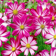 100 Seeds Cosmos Red Stripe Bi-Colored Flowers Pollinators Butterflies Non-GMO (Cosmos bipinnatus)