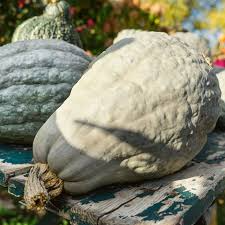 10 Seeds Blue Hubbard Squash (Cucurbita maxima) – Heirloom Winter Squash for Sweet, Nutty Flavor
