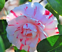 LA Peppermint Camellia Japonica | Rare Starter Plant (4L) | Fragrant Double Blooms | Evergreen Shrub for Shade Gardens | Zones 7a-9b