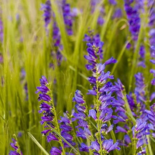 50 Seeds Penstemon Acuminatus | Sand-dune Beardtongue for Planting | Native Perennial Wildflower | Drought Tolerant | Pollinator Friendly