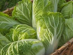 150 Seeds Chinese Cabbage Kogane - Brassica rapa | Heirloom Asian Cabbage for Planting, Gardening & Crisp Fresh Harvests