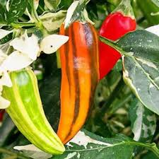 10 Seeds Fish Pepper – Capsicum annuum, Unique Striped Heirloom Hot Pepper