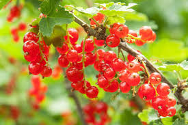Red Lake Currant Hardwood Cuttings | 8 Fresh 6-10” Cuttings | Edible Berries | Easy to Grow |