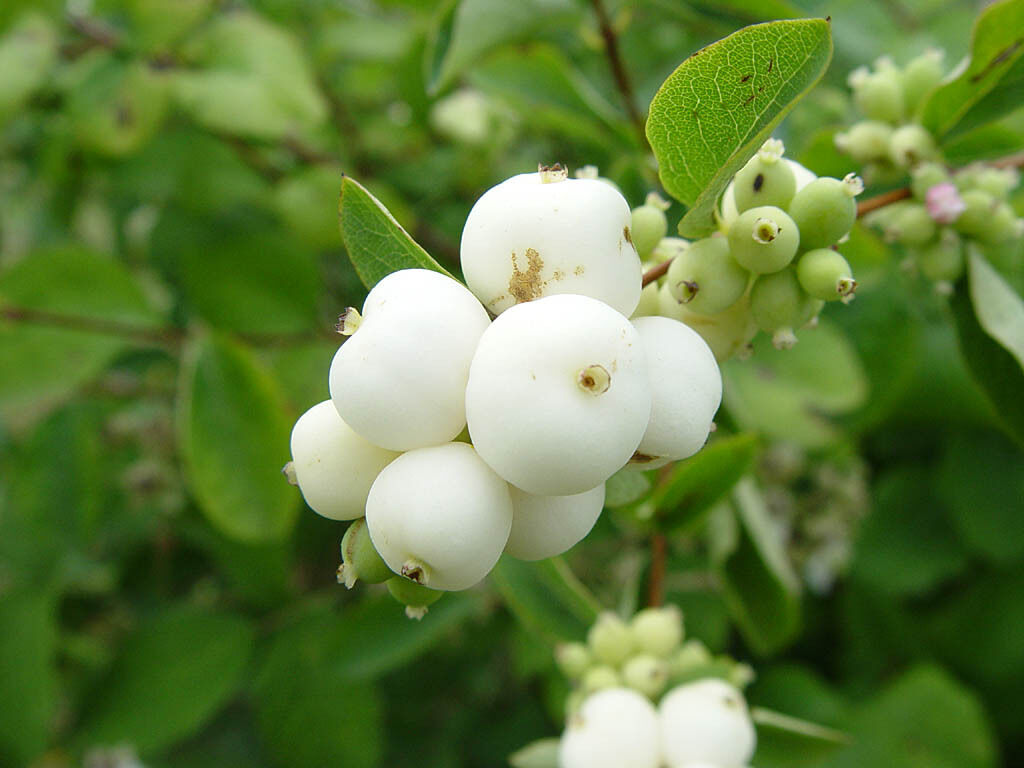 40 Snowberry Seeds (Symphoricarpos albus) HONEYSUCKLE Bush Shrub, White Berries, Hardy Shrub, Easy to Grow, Native Plant, Winter Interest
