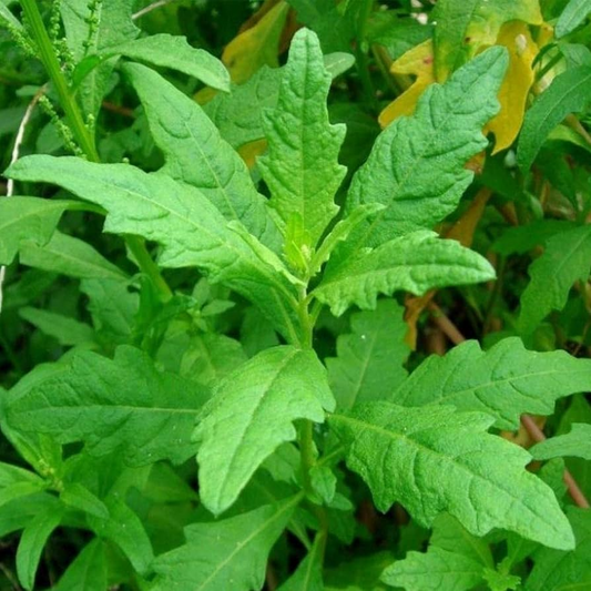 300 Epazote Seeds | Chenopodium Ambrosioides | Mexican Herb, Non-GMO, Culinary & Medicinal
