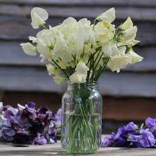 50+ Spencer Ice Cream Sweet Pea Seeds – Fragrant Pastel Blooms for Garden Planting, Climbing Vines for Trellises – USA