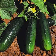 50 Seeds Spacemaster 80 Cucumber, Compact and Productive Variety for Small Gardens and Containers