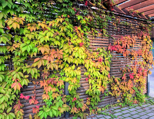 5 Virginia Creeper Vines, Parthenocissus quinquefolia, Bare Root Perennial Plants, Fast-Growing Climber