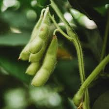 10 Edamame Soybean Seeds for Planting "Be Sweet" Japanese Vegetable, Glycine max, Asian Soybeans, Non-GMO, High-Quality Edamame Seeds