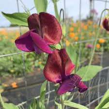 Jack Ellis Sweet Pea Seeds – 50+ Soft Lavender Blooms – Climbing Vine for Bouquets, Garden Trellises, Floral Arches & Cottage Borders – USA