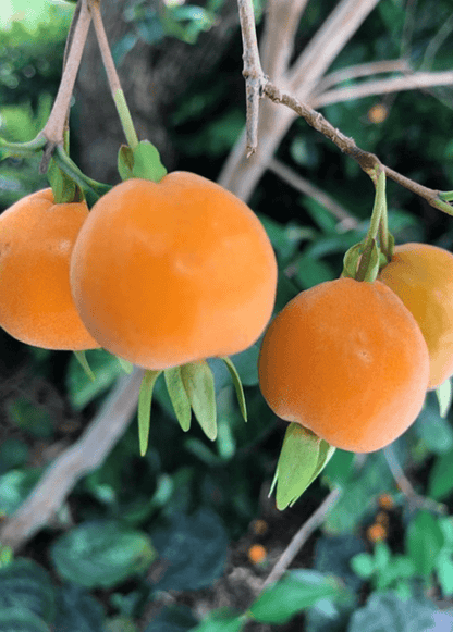 Eugenia Luschnathiana Pitomba - 4-6" Starter Plant in Pot - Tropical Fruit Tree with Aromatic, Apricot-Like Fruit