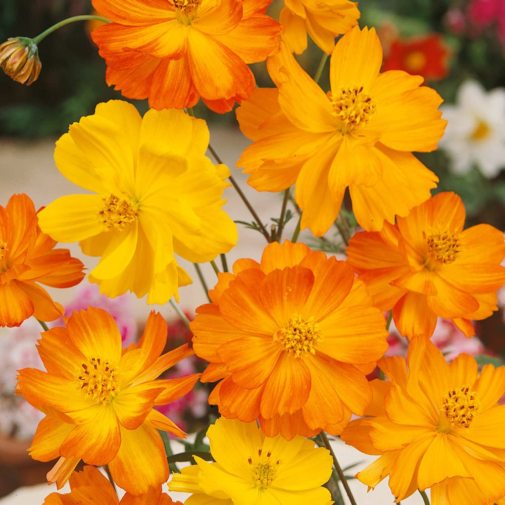 Bright Lights Cosmos (Cosmos sulphureus) – Vibrant Orange & Yellow Flowers, Easy to Grow, Pollinator-Friendly