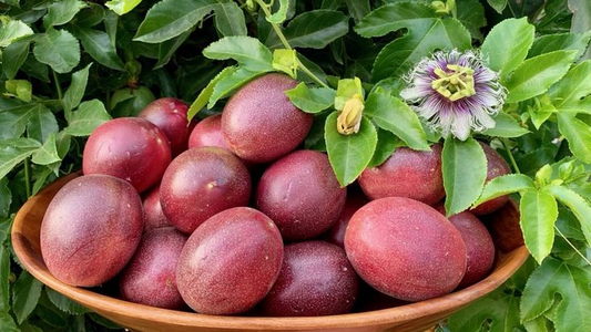 10 Purple Edulis Passion Fruit Seeds | Edible Passionfruit Vine, Fast Growing, Delicious Fruit, Tropical & Hardy