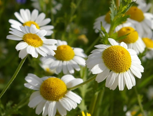 German Chamomile Seeds - Heirloom, Non-GMO, 2,500 Seeds, Tea Herb, Daisy-Like Flowers, USDA Zones 3-9,