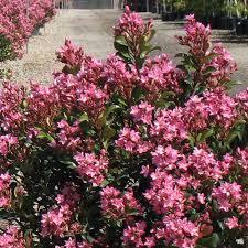 Indian Hawthorn Pink Dancer | 7 Live 6” Unrooted Cuttings | Rhaphiolepis Indica | Evergreen Shrub, Drought-Tolerant, Flowering Hedge