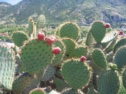 Opuntia Oricola Chaparral Prickly Pear Cactus Pad Cutting (1) | 5-7" Tall | Coastal Los Angeles Origin | Easy to Root