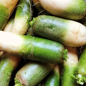 500+ Green Meat Radish Seeds – Heirloom Daikon Variety, Crisp & Mild Flavor