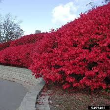Live Burning Bush Plant | Euonymus Alatus | 1-2 Yr Old Shrub | Strong Roots | Stunning Fall Color | Hardy Landscaping Plant