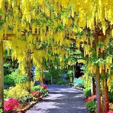 10 Golden Chain Tree Seeds (Laburnum anagyroides) – Wisteria-Like Golden-Yellow Flowers, Fast-Growing, USDA Zones 5-7, Fragrant Blooms
