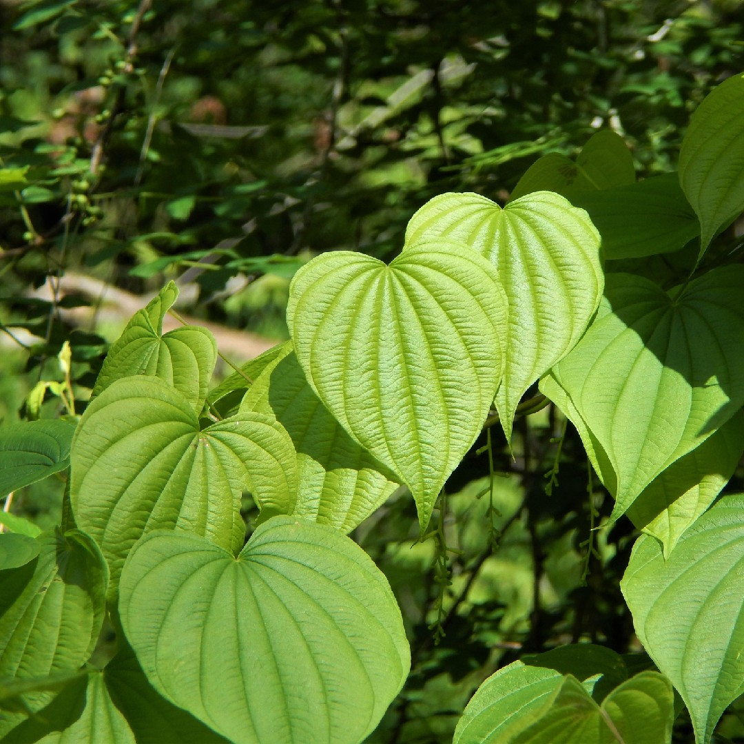 10 Bare Root Wild Yam Plants, Perennial Vine, Dioscorea villosa, Organic Wildflower Bulbs for Gardens