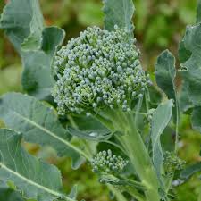 1g Broccoli Green Sprouting Calabrese Seeds Brassica oleracea | Heirloom Italian Variety | High-Yield, Tender Florets
