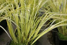 Golden Variegated Sweet Flag Grass - Acorus Gramineus Ogon - Potted Aquatic Pond Plant, Bright Yellow Foliage
