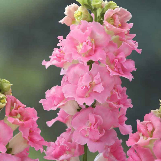 1000+ Legend Double Pink Snapdragon Seeds – Tall, Ruffled Pink Blooms for Garden Planting, Cut Flowers & Borders – USA