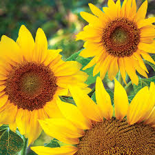 1g Dwarf Sunspot Sunflower Seeds - Helianthus annuus, Compact Golden Blooms
