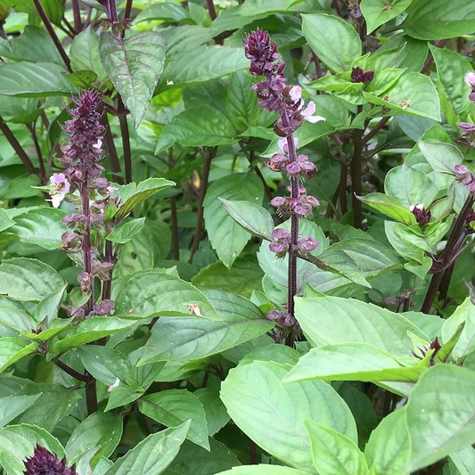 Cinnamon Basil Seeds | Heirloom Non-GMO | 18-30 Inches Tall | Fast Growing Culinary Herb | USDA Zones 3-10 |