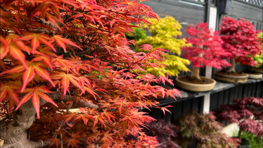 10 Seeds Acer Tegmentosum (Tiger Striped Maple) for Planting - Unique Tree for Landscaping, Gardens & Bonsai - Hardy, Ornamental Tree Seeds