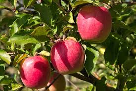 1 Pink Lady Apple Scions – 5" Organic Non-GMO Cuttings for Grafting Fruit Trees