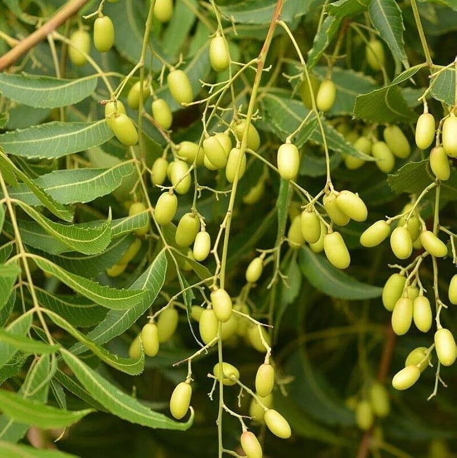 Rare Neem Tree Seeds - Azadirachta indica, 50-65 ft Tall, USDA Zones 10 ...