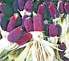 80 Strawberry Popcorn Seeds | Red Ornamental Corn, Unique Popcorn Variety, Easy to Grow, Decorative & Edible Corn for Garden